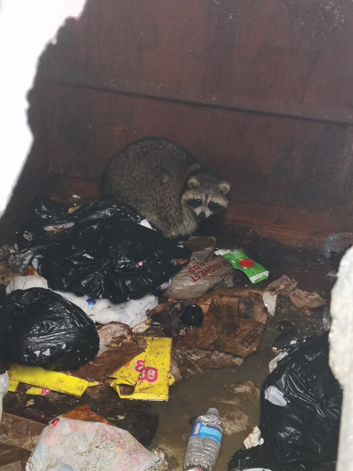 codingracoon